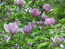 Magnolia pośrednia (Magnolia soulangeana) Lennei zdjęcie 2