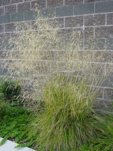 Śmiałek darniowy (Deschampsia cespitosa) Bronzeschleier c1 zdjęcie 3