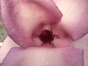 Magnolia Frank’s Masterpiece c3 zdjęcie 4