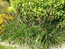 Trawa rozplenica japońska (Pennisetum) piórkówka Viridescens zdjęcie 2