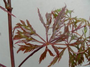 Klon palmowy szczepiony (Acer palm.) Inaba Shidare c4 zdjęcie 4