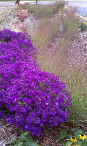 Aster krzaczasty (Aster dumosus) Purple Dome zdjęcie 4