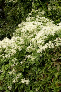 Powojnik jesienny (Clematis terniflora) Early Snow c2 zdjęcie 5