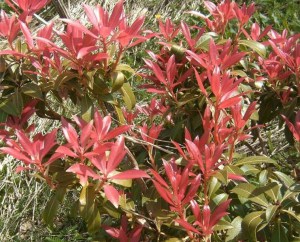 Pieris japoński (Pieris japonica) Forest Flame zdjęcie 4