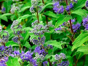 Barbula (Caryopteris) Heavenly Blue 3