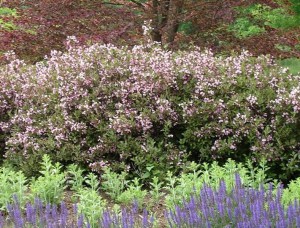 Krzewuszka (Weigela) Nana Purprea sadzonka zdjęcie 4