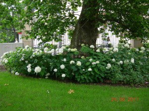 Hortensja drzewiasta (Hydrangea arbor.) Annabelle c3 zdjęcie 4