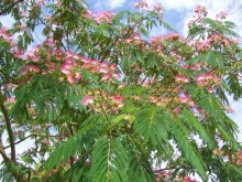 Albicja (Albizia julibrissin) jedwabne drzewo zdjęcie 4