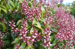 Pieris japoński (Pieris japonica) Bonfire zdjęcie 4