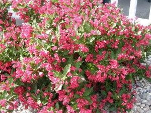 Krzewuszka (Weigela) Red Princes c2 zdjęcie 3
