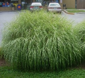 Miskant chiński (Miscanthus chinensis) Little Zebra zdjęcie 4