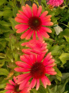 Jeżówka purpurowa (Echinacea) Pink Pearl zdjęcie 3