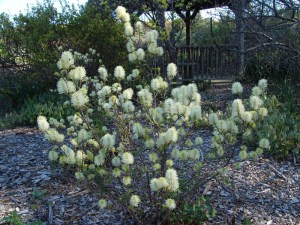 Fothergilla gardenii (Fothergilla Gardena) Blue Mist c2 zdjęcie 2