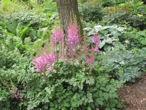 Tawułka chińska (Astilbe chinensis) Pumila zdjęcie 5