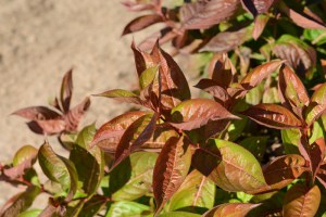 Krzewuszka (Weigela) Wings of Fire sadzonka zdjęcie 4