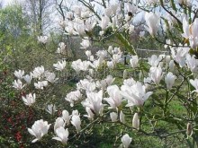 Magnolia pośrednia (Magnolia soulangeana) Alba Superba c12 zdjęcie 3