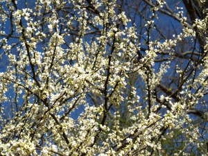 Judaszowiec kanadyjski (Cercis canadensis) Texas c5 zdjęcie 4