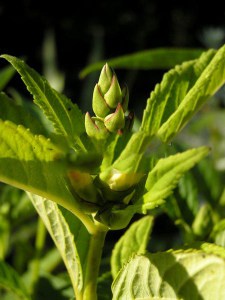 Żółwik ukośny (Chelone obliqua) Alba c1 zdjęcie 3