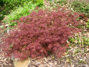 Klon palmowy (Acer palm.) Ornatum c4 zdjęcie 3
