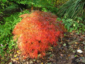 Klon palmowy (Acer palm.) Ornatum c4 zdjęcie 8