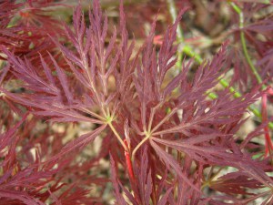 Klon palmowy (Acer palm.) Ornatum c4 zdjęcie 4