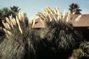 Trawa pampasowa biała (Cortaderia) Pumila zdjęcie 4
