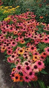 Jeżówka purpurowa (Echinacea) Fountain Orange Bicolour zdjęcie 4