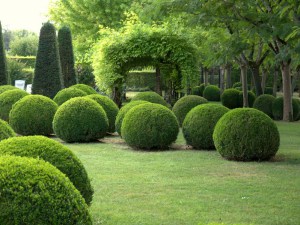 Bukszpan (Buxus sempervirens) c2 zdjęcie 4
