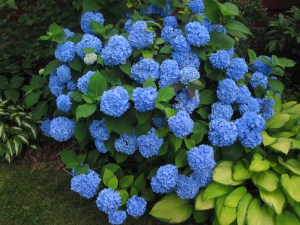 Hortensja ogrodowa (Hydrangea macrophylla) Endless Summer zdjęcie 2
