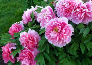 Piwonia drzewiasta (Paeonia suffruticosa) odm. chińska różowa zdjęcie 4