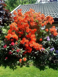 Azalia wielkokwiatowa (Azalea) Feuerwerk c3 zdjęcie 4