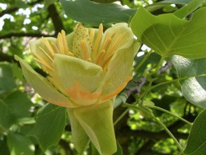 Tulipanowiec amerykański (Liriodendron) sadzonka zdjęcie 3