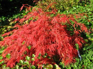 Klon palmowy (Acer palm.) Ornatum c4 zdjęcie 5