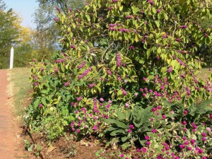 Pięknotka Bodiniera (Callicarpa) Profussion c1 zdjęcie 3
