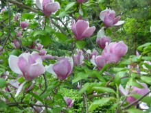 Magnolia pośrednia (Magnolia soulangeana) Lennei c3 zdjęcie 3
