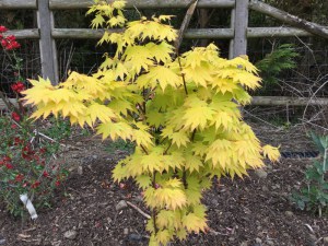 Klon Shirasawy (Acer shirasawum) Jordan c3 zdjęcie 6