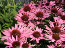 Jeżówka purpurowa (Echinacea) Profusion zdjęcie 5