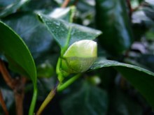 Kamelia japońska (Camellia japonica) Nobilissima zdjęcie 4