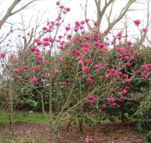 Magnolia Cleopatra c4 zdjęcie 1