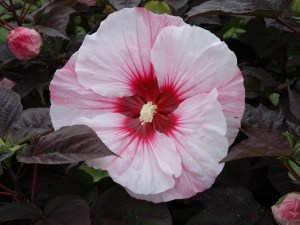 Hibiskus bylinowy (Hibiscus moscheutos) Perfect Storm zdjęcie 4