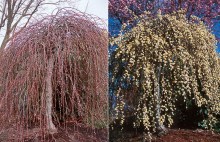 Wierzba całolistna (Salix integra) Pendula na pniu zdjęcie 3