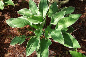 Funkia (Hosta) Tom Schmid sadzonka zdjęcie 3