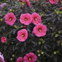 Hibiskus bylinowy (Hibiscus moscheutos) Evening Rose zdjęcie 4