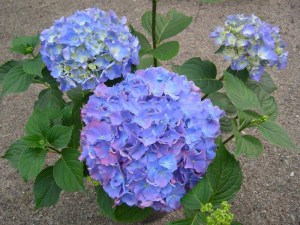 Hortensja ogrodowa (Hydrangea) Renate Steiniger c1 zdjęcie 7