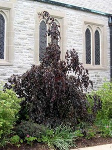Buk pospolity (Fagus sylvatica) Purpurea Pendula c4 zdjęcie 4
