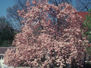 Magnolia (Magnolia soulangeana) Satisfaction c3 zdjęcie 3
