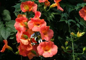 Milin pośredni (Campsis tagliabuana) Guilfoylei - roślina pnąca zdjęcie 4