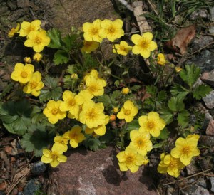 Pragnia syberyjska (Waldsteinia ternata) sadzonka zdjęcie 3
