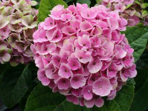 Hortensja ogrodowa (Hydrangea macrophylla) Coral sadzonka 3