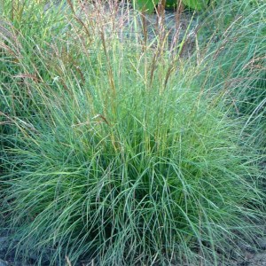 Miskant chiński (Miscanthus sinensis) Punktchen zdjęcie 4